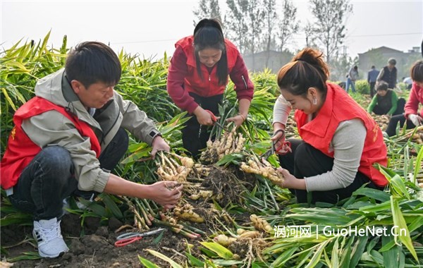 古城鎮(zhèn)：好運(yùn)“姜”至 助農(nóng)秋收暖人心